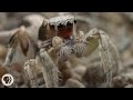 For These Tiny Spiders, It's Sing or Get Served | Deep Look