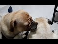 Besos pug pistachito da besitos a mani