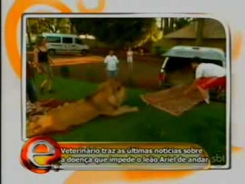Programa Eliana   O leão Ariel 2 2   28 - YouTube