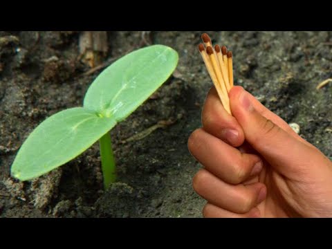 СРОЧНО ДАЙТЕ ОГУРЦАМ СПИЧКИ И БУДЕТЕ СОБИРАТЬ УРОЖАЙ ВЕДРАМИ ДО ОСЕНИ!!! УХОД ЗА ОГУРЦАМИ!