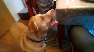Latte eats steak - doggie is well fed by Grzegorz Tokarski 1,429 views 3 years ago 1 minute, 30 seconds