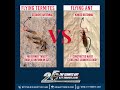 Flying Termites VS Flying Ants