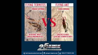 Flying Termites VS Flying Ants