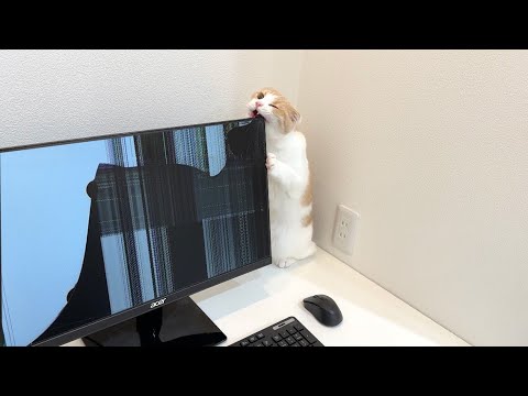 【悲報】画面を齧った猫がついにパソコンを破壊してしまいました…
