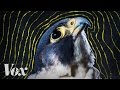 Why peregrine falcons are the fastest animals on earth