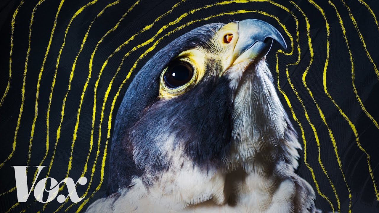 Why Peregrine Falcons Are The Fastest Animals On Earth