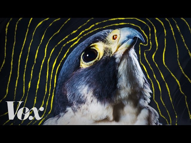 Why peregrine falcons are the fastest animals on earth class=