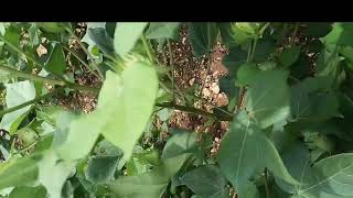 how to control pest all crops  chilli cotton vegetable పత్తి, మిరప,కూరకాయలు, అన్ని రకాల పంటలు