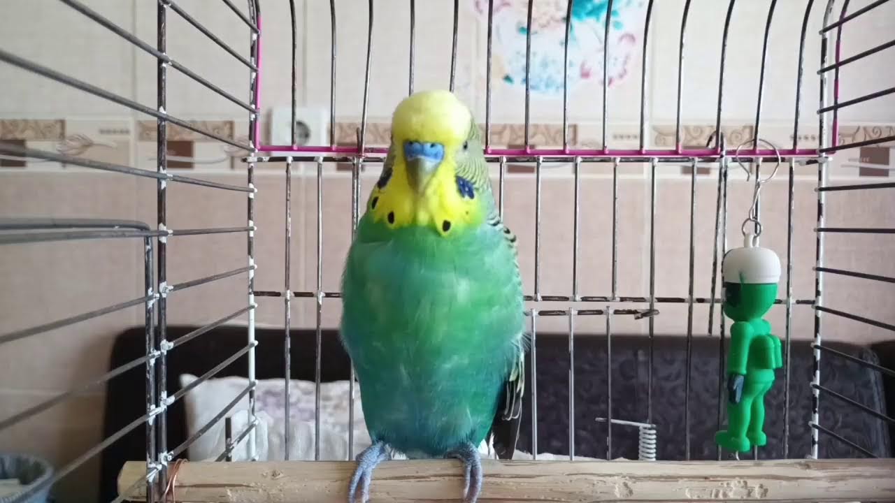 Muhabbet Kuşun Konuşmayı Öğreniyor! 24 Saat Canlı , dinlet Konuşsun