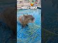 NIBBLE-BARA! #capybara #cute #adoreble