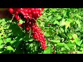 Лето...Сохраните зреющий урожай фруктов и ягодников!