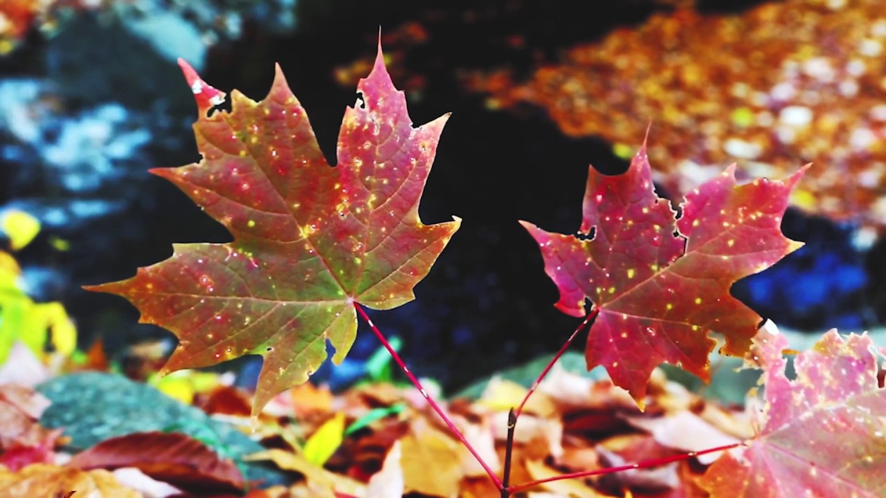 Sheldon Pickering "Autumn Road" YouTube