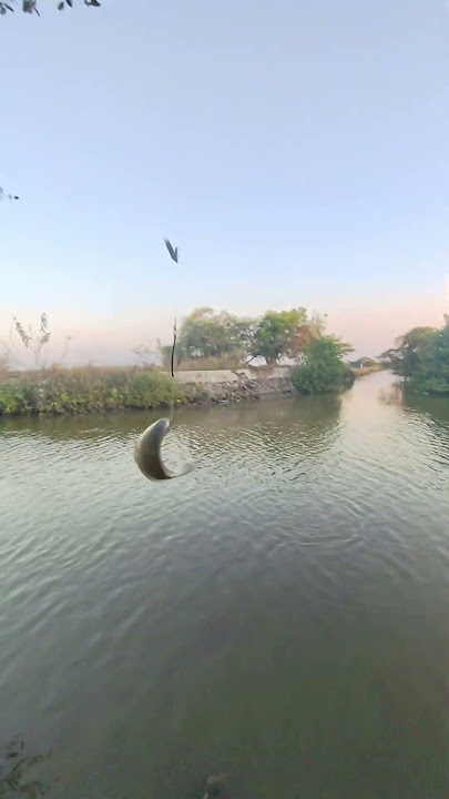 Tidak mengecewakan meskipun brangkat sore#fishing #mamcingliar #mancingmantap #mancing #mancingmania