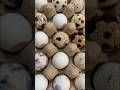 My Quail Laid An Egg With A Heart My Quail Laid An Egg With A Heart