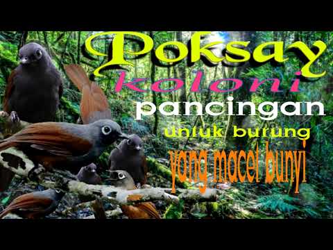 POKSAY MANTEL RIBUT         (suara PIKATAN dan PANCINGAN  untuk burung yg malas bunyi)