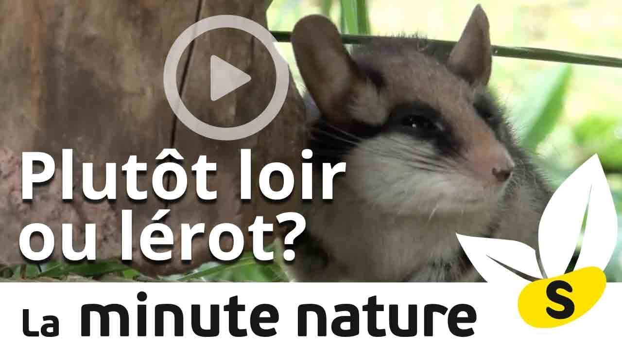 Le lérot, petit animal cousin du loir et rongeur nocturne