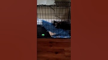 Her reaction is hilarious!😂 Teasing Kitty with silly string #kitty #funny #shorts