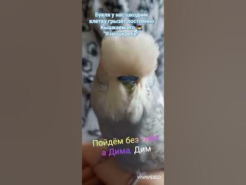 Buklya 🥰 ️ - YouTube