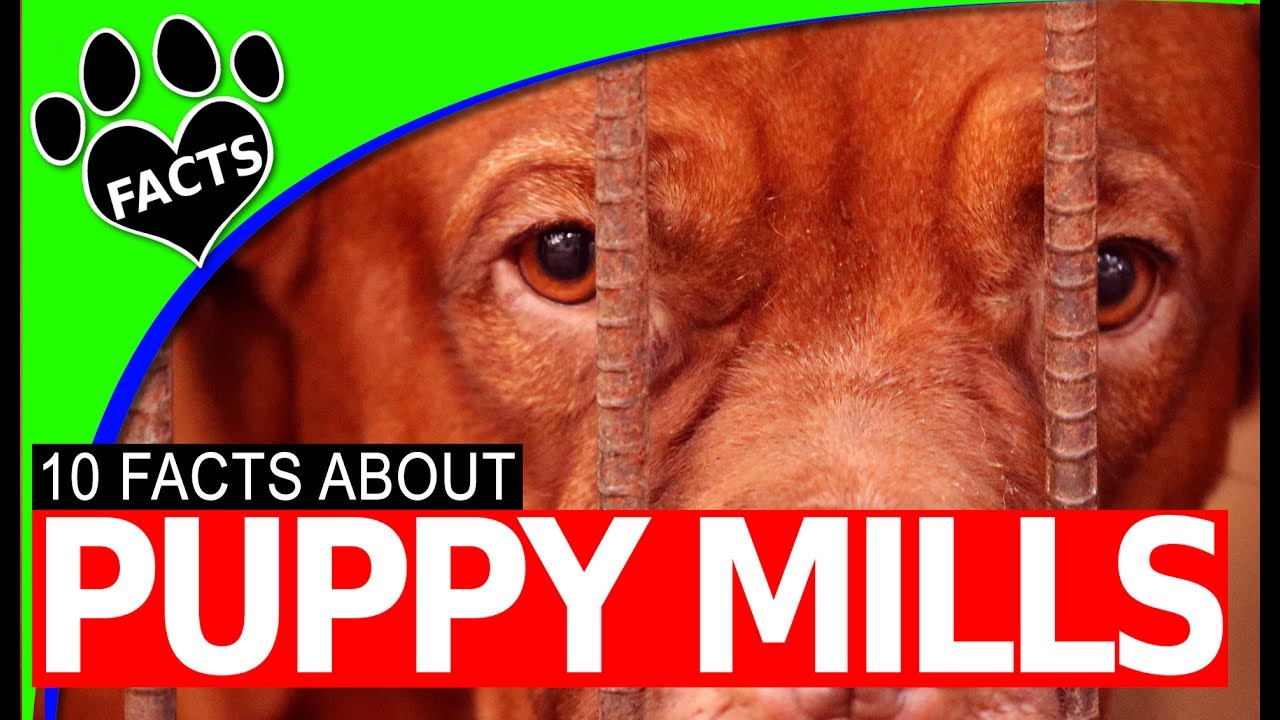 10 Puppy Mills Exposed Facts and Figures 2017 Dogs 101 #stoppuppymills - Animal Facts