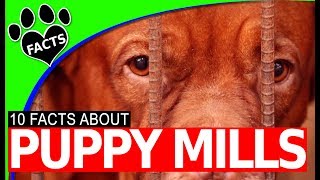 The Ugly Truth About Puppy Mills #puppymillsurvivor  #puppies