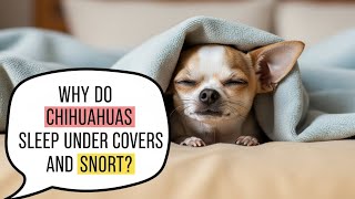 Why Do Chihuahuas Sleep Under Covers and Snort πΆπ€ (The Adorable Truth!)