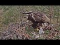 Latvian Golden Eagle~Spilve is feeding the eaglet ~7:46 pm 2020/05/17