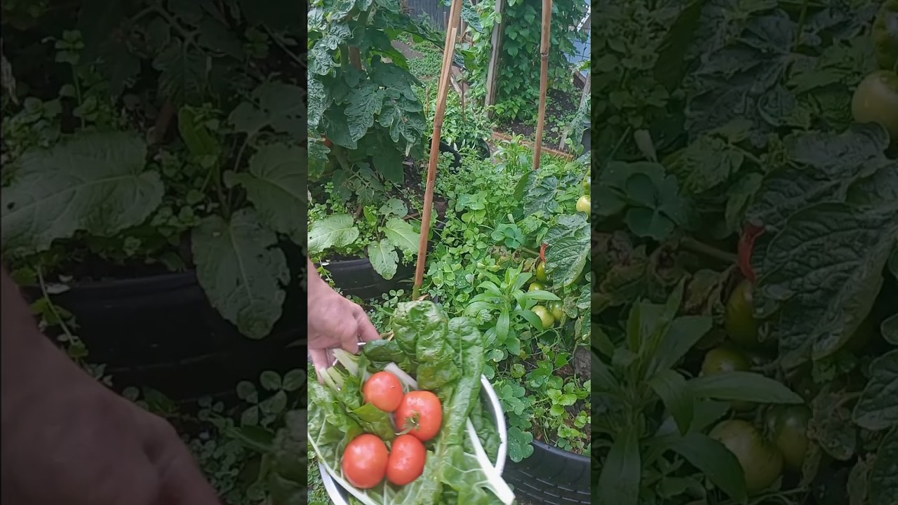 Пытаюсь съесть помидоры быстрее, чем это успеют сделать птицы.