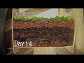 Layered worm bin 8-week time-lapse - ALL FRAMES Layered worm bin 8-week time-lapse - ALL FRAMES