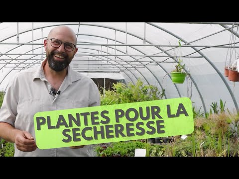 Vidéo: Couvre-sol des plantes en plomb - Informations sur la propagation des plantes en plomb