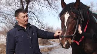 Тулпарбек Раимжан уулунун Польшадан алынып келинген аттары