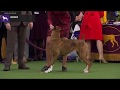 Boxers | Breed Judging 2020