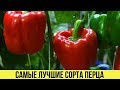 САМЫЕ лучшие СОРТА ПЕРЦА для теплиц с большим урожаем с куста Описания и характеристики