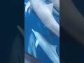 Стая дельфинов спасла рыбака