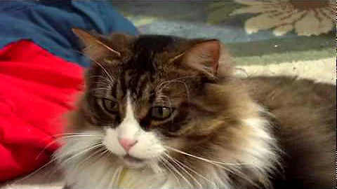 Video 883541: tiger maine coon, wonderful maine coon, maine coon family, maine coon playing, cat love