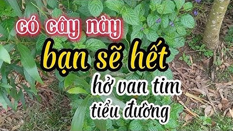 Bài thuốc chữa hở van tim và tiểu đường từ cây đuôi chuột!!!