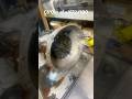 C6 automatic transmission out of a 1972 F100. Let’s rebuild it.