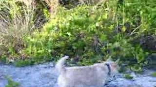 Dogs Hunting Turtles