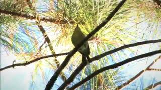 Audio Suara Burung Blereng   Cikrak Daun Mantap untuk Pancingan Suara