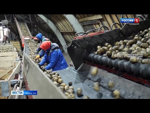 Республикӑра ҫӗр улми кӑларас ӗҫ вӗҫленсе пырать - YouTube