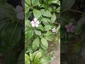 Vinca plant care tips🌸🌱| सदाबहार को कैसे लगाए#gardening #trending #shorts #beautiful#flowers #nature