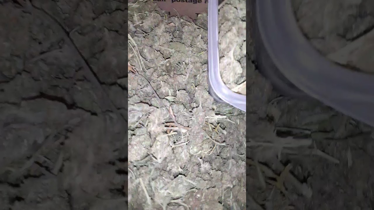 Hand trimmed sour blueberry kush north fork agriculture
