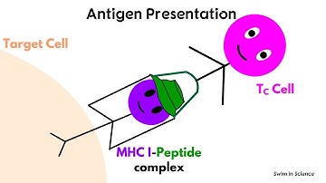 Antigen processing and presentation/Cytosolic or Endogenous pathway