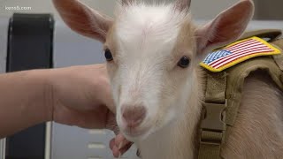 Meet Kendall County s newest deputy Tiny Tim