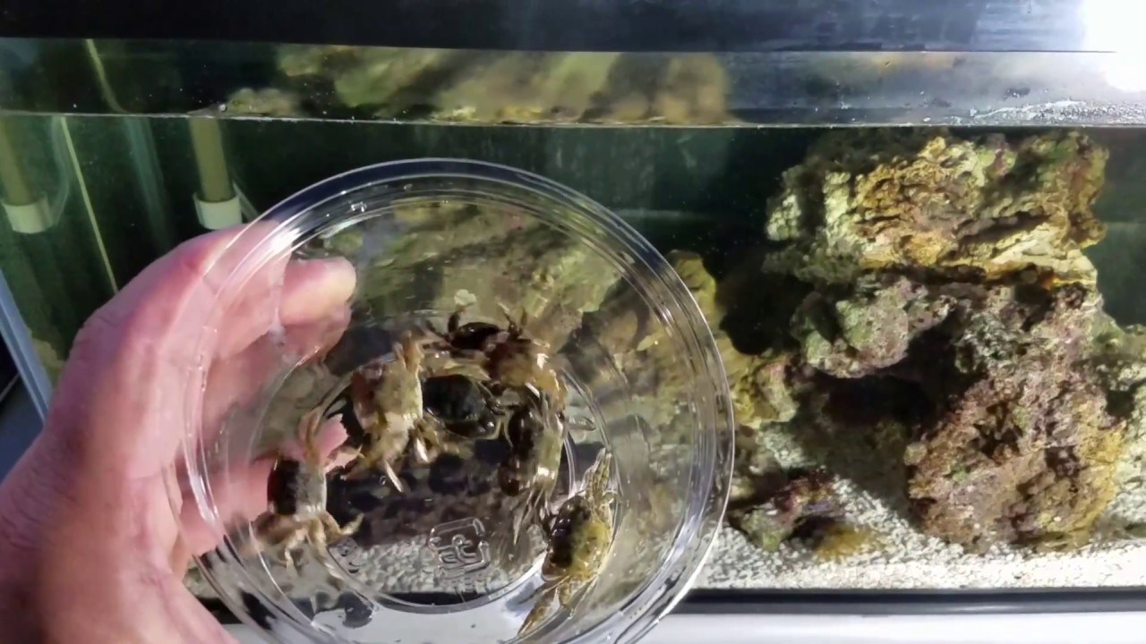 カサゴ水槽に岩ガニを入れてみたら カサゴが食い付いた Youtube