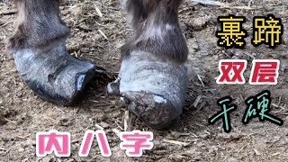 干巴驴蹄双层内八字，蹄面裹着肉垫卷到脚底，一块块切掉才舒服