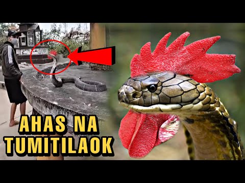 Video: Giant anaconda - mandaragit sa ligaw