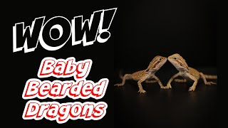 Hatching Baby Dinosaurs (Bearded Dragon Babies Hatching!)
