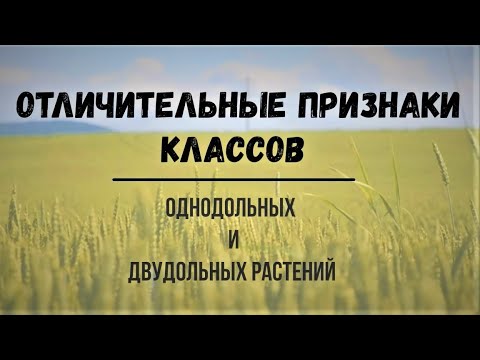 Отличительные признаки классов однодольных и двудольных растений.