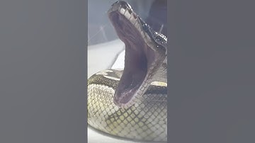 MOCHI | Lesser Axanthic VPI Royal / Ball Python | #feeding #short 💚🎬 (25.02.25)