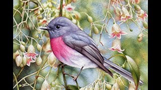 'Rose Robin and Brachychiton' in Watercolour